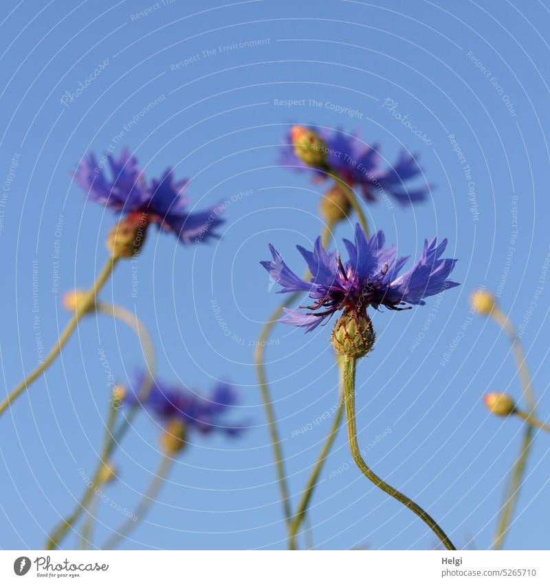 Kornblumen vor blauem Himmel Blume Blüte blühen Sommer Froschperspektive Stengel Knospe Pflanze Außenaufnahme Nahaufnahme Menschenleer Farbfoto Sonnenlicht