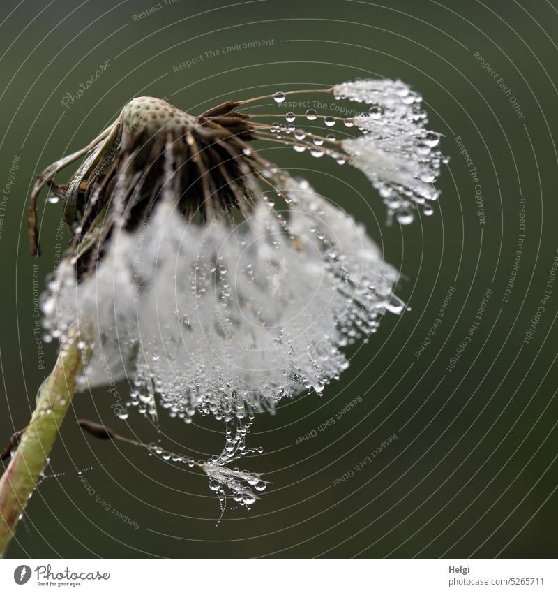 Makroaufnahme einer Pusteblume mit Tautropfen Löwenzahn Schirmchen Samen Tropfen nass Morgen morgens Pflanze Natur Detailaufnahme Schwache Tiefenschärfe