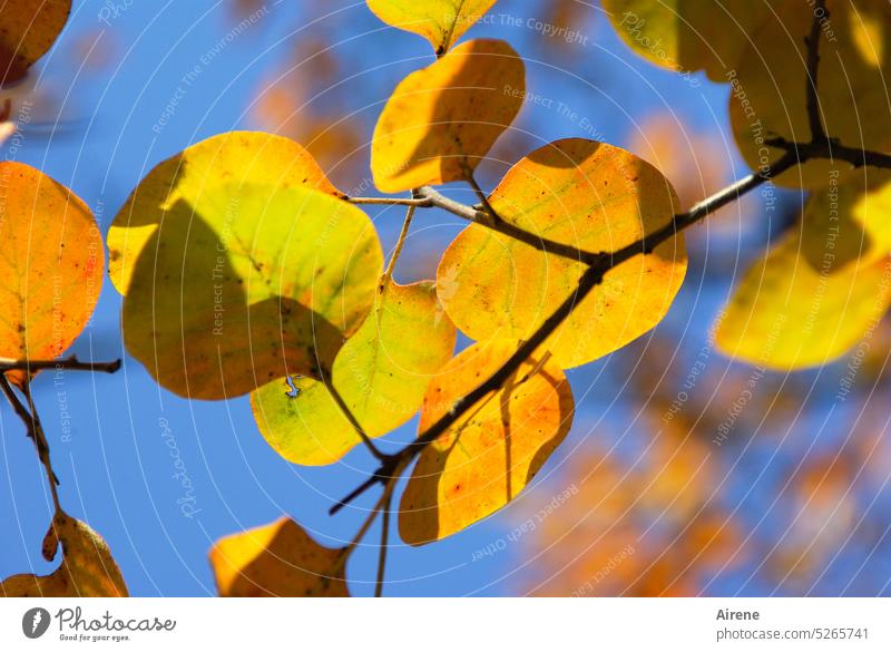 chinesischer Herbst Blätter Herbstlaub Natur Pflanzen Cotinus coggygria Perückenstrauch Strauch Baum Blatt gelb rot blau Blauer Himmel strahlend Farbe kräftig