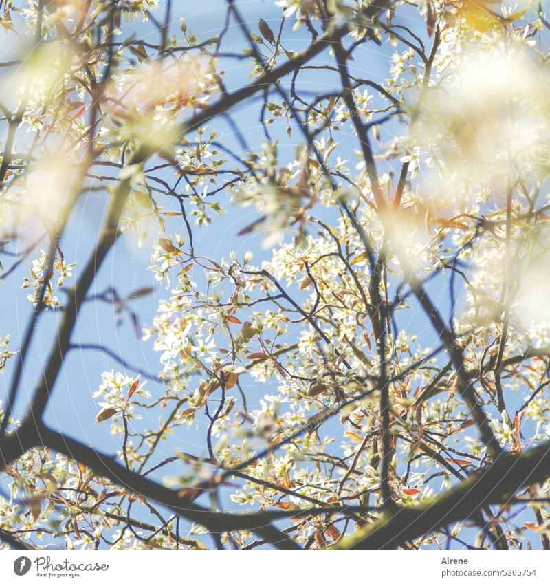 Ja Mai! Blüten Frühling weiß Himmel blauer Himmel schönes Wetter Felsenbirne Blütenmeer zart Baum Natur Optimismus Beginn Wachstum Frühlingsgefühle