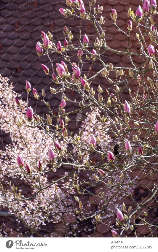 kurz vor dem Aufbruch Magnolie rosa Frühling Blüte Romantik Frühlingsgefühle Zweig Ast Lebensfreude pink Baumblüte Magnolienblüte Blühend Magnoliengewächse