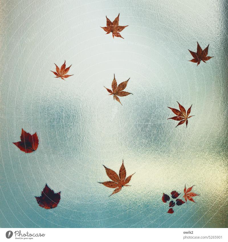 Verteilungskampf Fensterdekoration Blätter Kreativität ausgeschnitten Silhouette Deko Nachbildung angeklebt Leichtigkeit elegant sparsam Illusion Stimmung