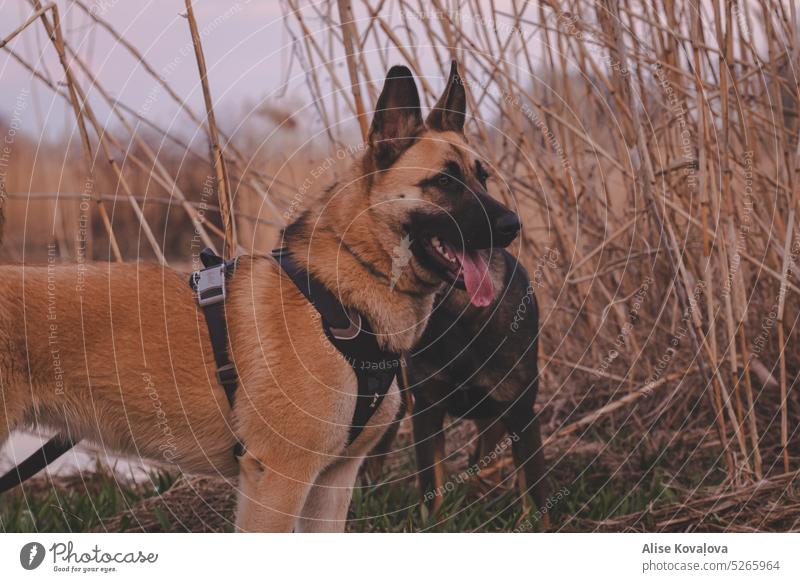 Alarm Deutscher Schäferhund-Mix Hund Tier Haustier Blick Wachsam bleiben Tierporträt Kabelbaum an einem Teich Wiese ausspannen Schutz schützend