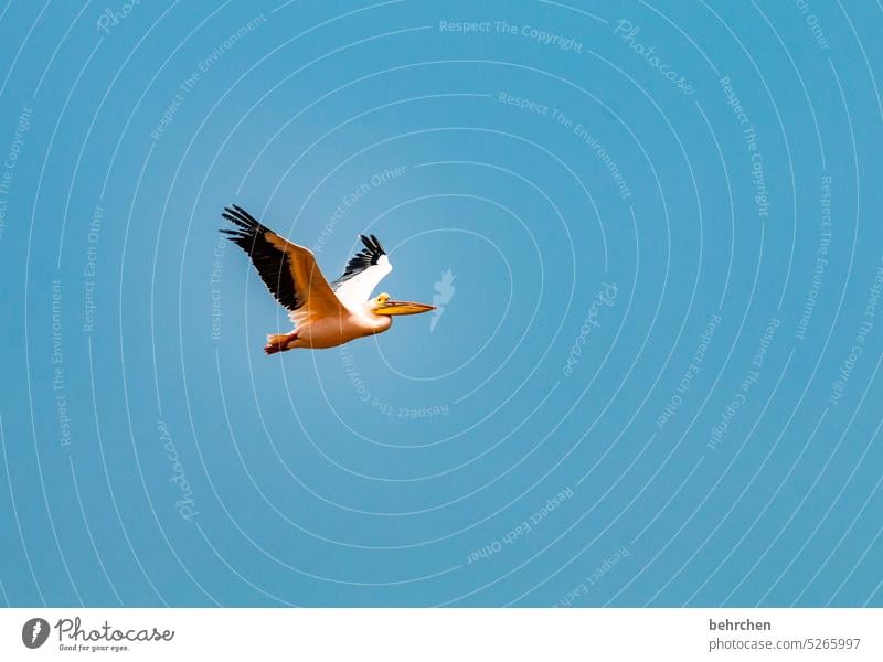 himmelwärts Himmel Flügel beeindruckend fliegen Pelikane Vögel reisen Fernweh Farbfoto Walvisbay Swakopmund Ferne Namibia Afrika sandwich harbour besonders