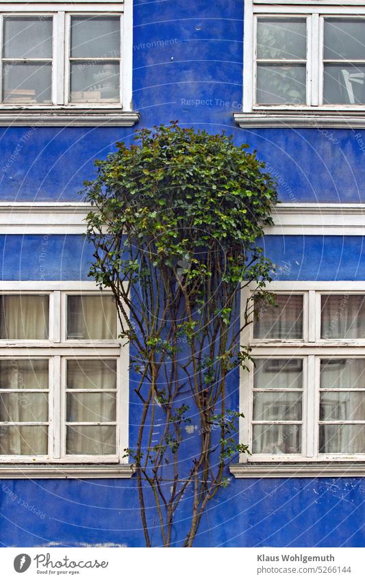 Ein Rosenstock ziert eine blau gestrichene Fassade. Von weiss gestichenen Sprossenfenstern blätter die Farbe ab. Haus Fenster Architektur Gebäude Außenaufnahme