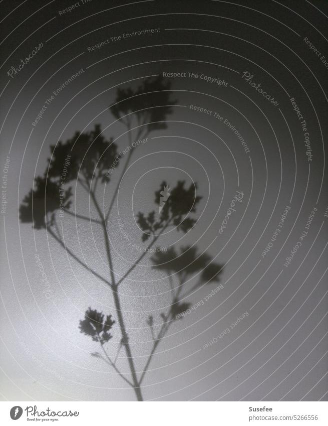 Schatten einer trockenen Blume, Oreganozweig Schwarzweißfoto Pflanze Zweig Kraut Kräuter & Gewürze minimalistisch Schwarz-Weiß-Fotografie