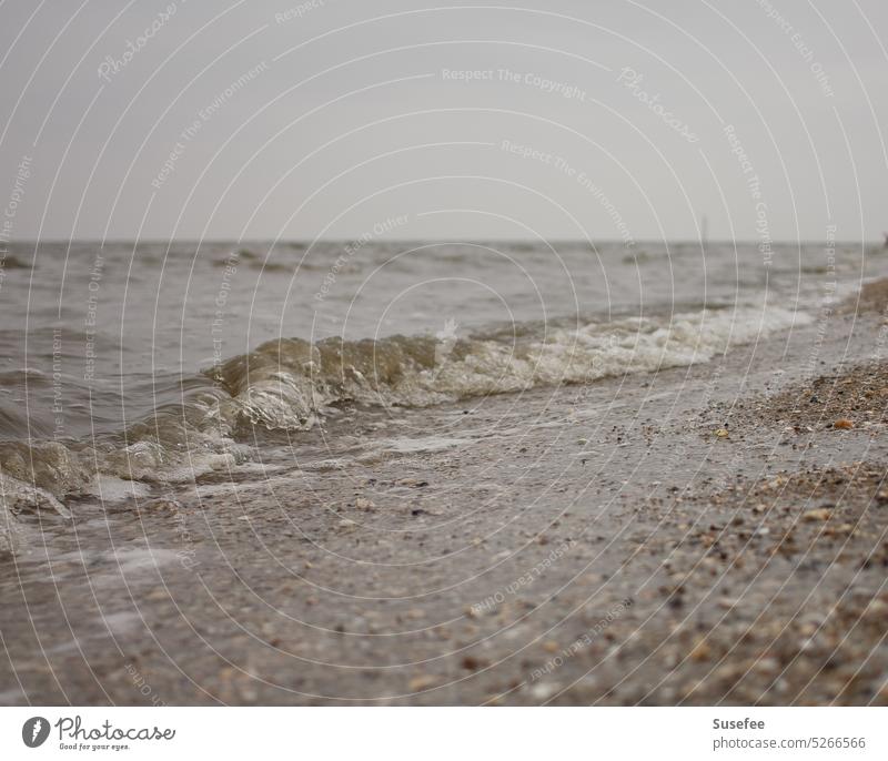Meer spült an den Strand mit Horizont, Muscheln und Sand minimalistisch Minimalismus einfach Natur Landschaft Wasser Küste Einsam Einsamkeit Freiheit Wellen