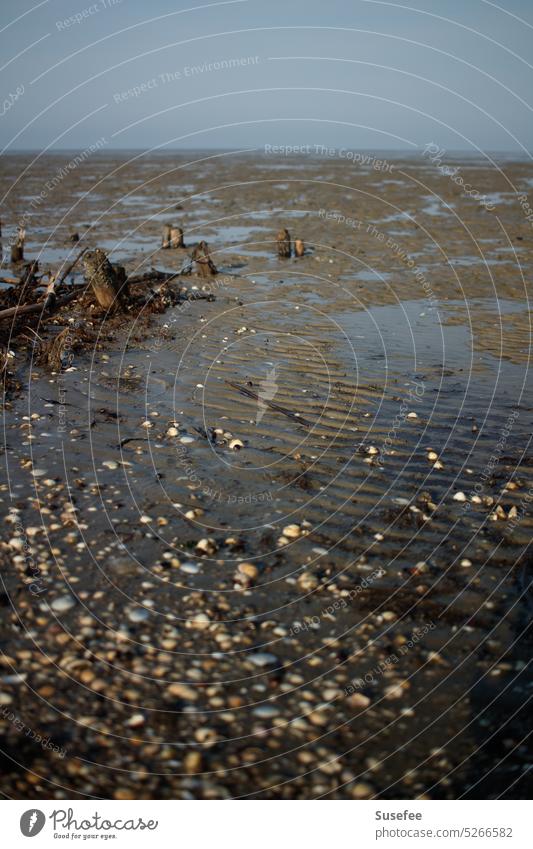 Ebbe am Strand mit Muscheln und Holz im Wasser Meer ebbe und flut Wattenmeer Flut Schlick Wattwandern
