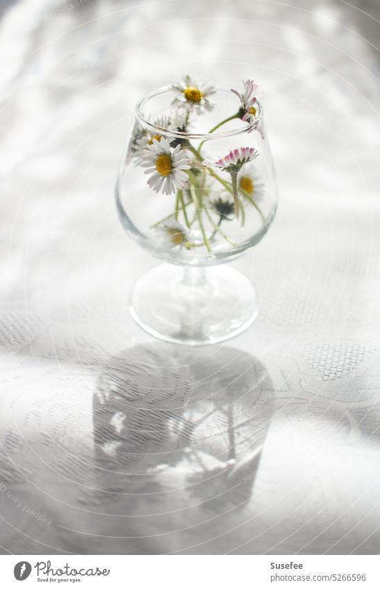 Gänseblümchen in einem Glas im Sonnenlicht Schatten Licht Stillleben weiß romantisch