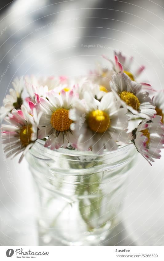 Ein Strauß Gänseblümchen mit unscharfem Hintergrund Frühling Dekoration & Verzierung Sommer Blume Natur Garten romantisch