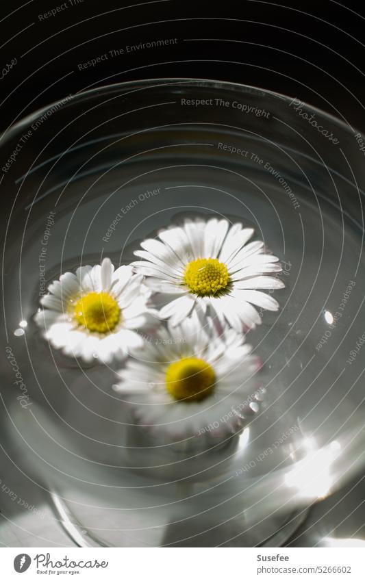 Drei Gänseblümchen ganz nah in einem Glas mit Wasser Blume Frühling Sommer Nahaufnahme Natur Wiese Garten Stillleben