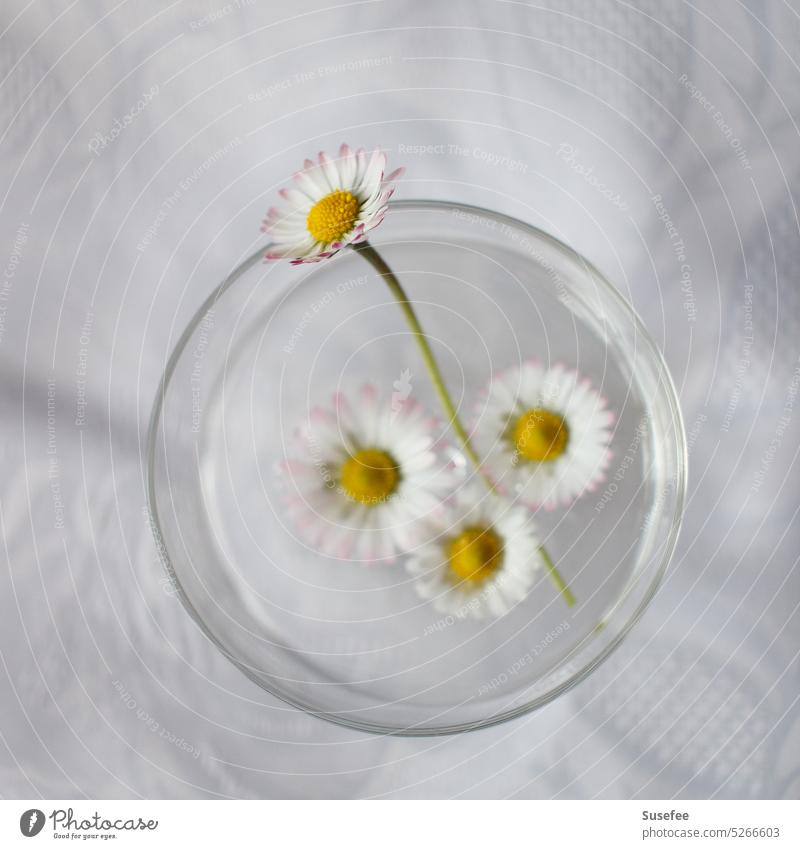 Gänseblümchen schwimmen in einem Glas Blume Sommer Natur Nahaufnahme Frühling Stillleben Wasser Zusammen weiß