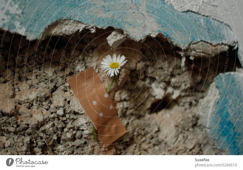 Gänseblümchen mit Pflaster auf kaputten Mauerwerk Blume Natur Wand Gebäude Stein Backstein Zerstörung heilen Zusammenhalt Hilfe