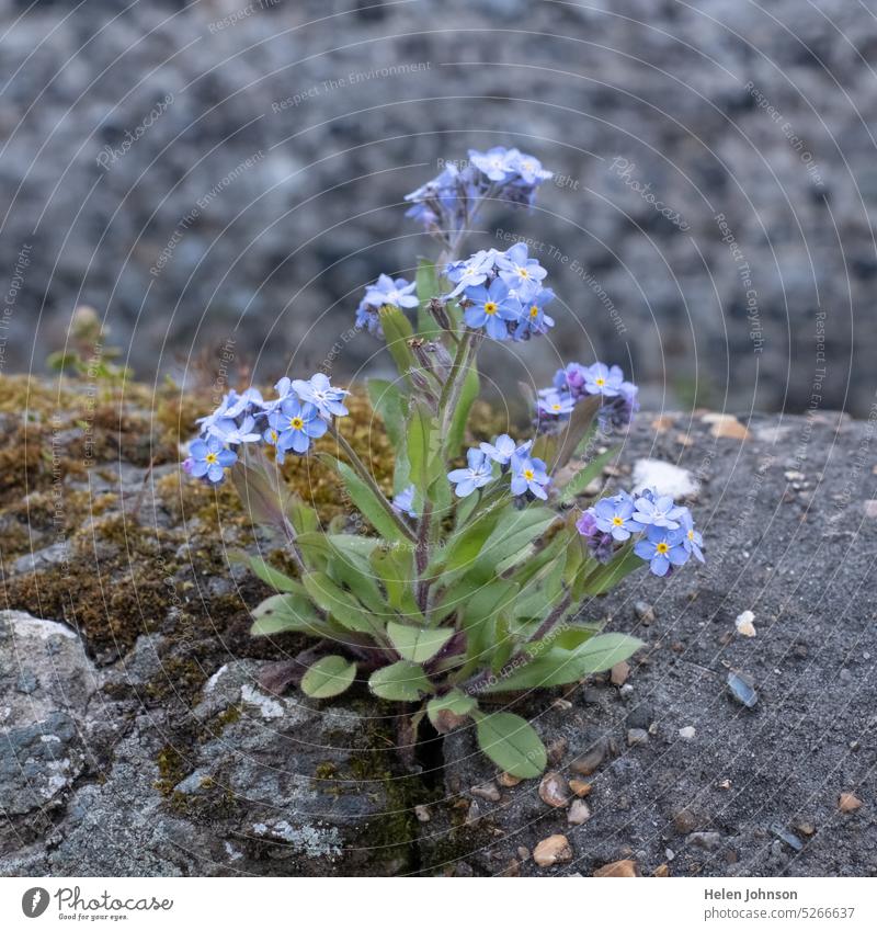 In der Mauer wachsendes Vergissmeinnicht Vergissmeinnicht-Blume Blumen geblümt blau blaue Blume Hoffnung hoffnungsvoll Natur Frühling Frühlingsblumen filigran