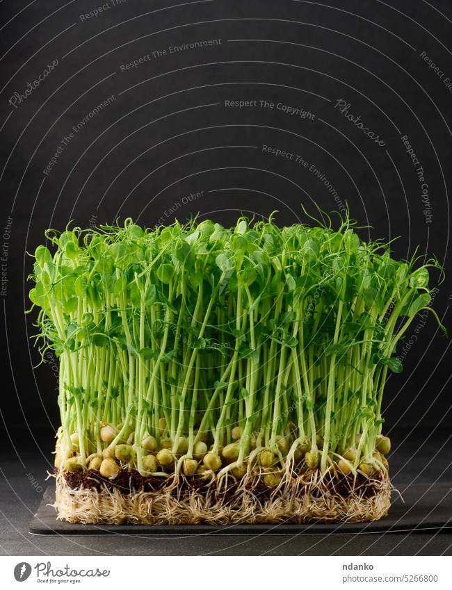 Gekeimte Erbsensamen auf schwarzem Hintergrund, Microgreens für Salat, Detox Veganer Pflanze roh Wurzel Salatbeilage Samen Blatt Senf Gras grün wachsen Keimling