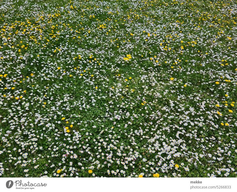 wohltuender Frühlingsschnee Wiese Blumenwiese Gänseblümchen Gras Blüte grün Garten Blühend weiß Sommer Natur Frühlingsgefühle Umwelt natürlich Park unberührt