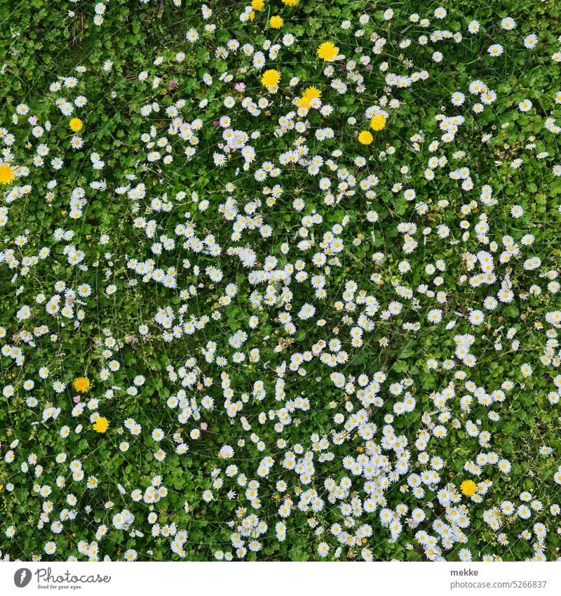 Gänseblümchenversammlung mit Löwenzahngästen Blüten Wiese Blumen Blumenwiese weiß Blütenmeer Blumenmeer blütenteppich Frühling Garten Blühend Sommer Park decke
