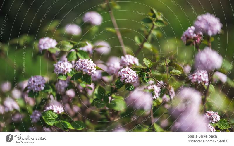 Viburnum carlesii Aurora Schneeball Gartenpflanze Strauch blühend Sommer Frühling Natur Pflanze Blüte Nahaufnahme Blühend natürlich grün Farbfoto Außenaufnahme