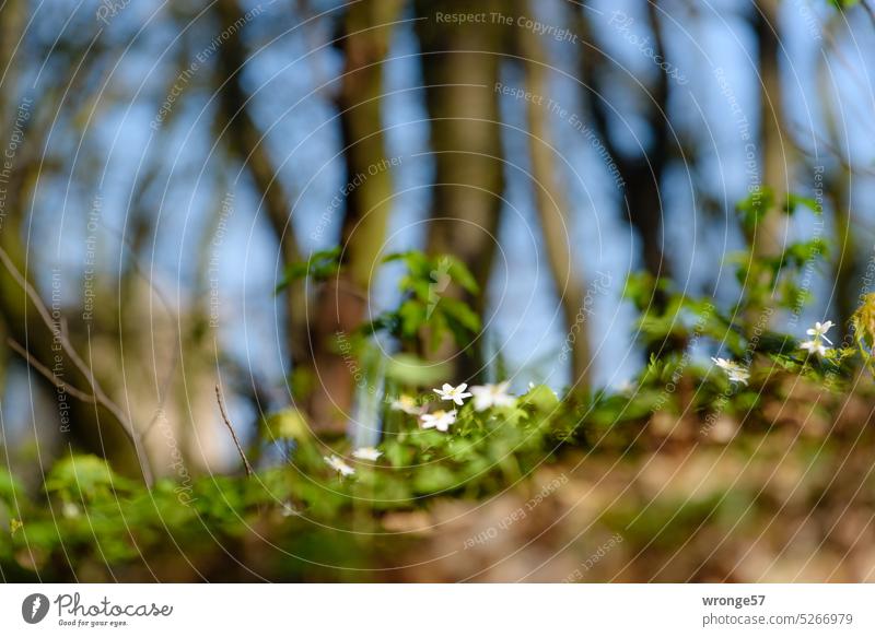 Vereinzelte Buschwindröschen blühen am Wegesrand in einem noch kahlen Laubwald Adonisröschen Blumen und Pflanzen Frühblüher Frühling Wald Buchenwald kahler Wald
