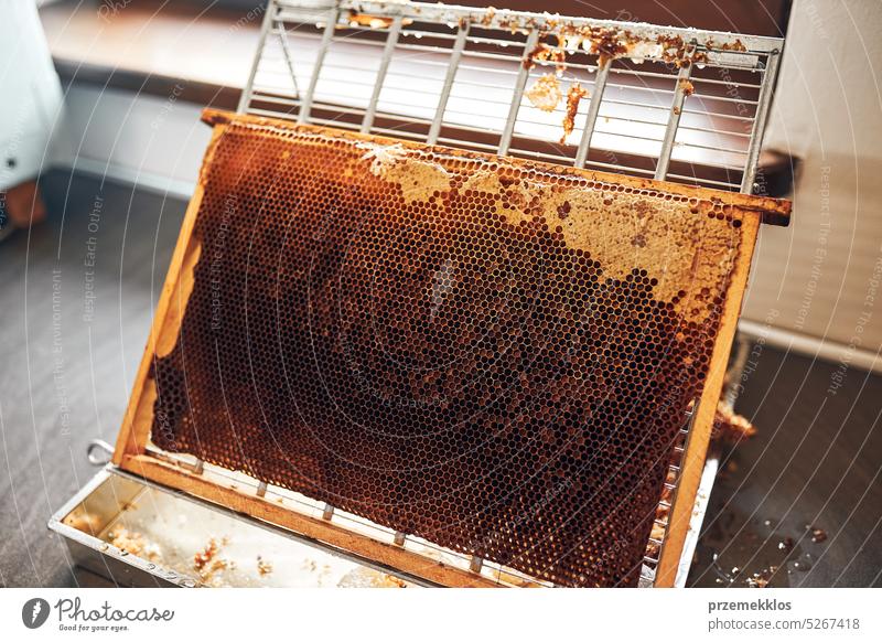 Honigproduktion. Arbeiten im Bienenhaus. Honigwaben aus dem Bienenstock. Erntezeit im Bienenstock. Imkerei als Hobby. Landwirtschaftliche Produktion Liebling
