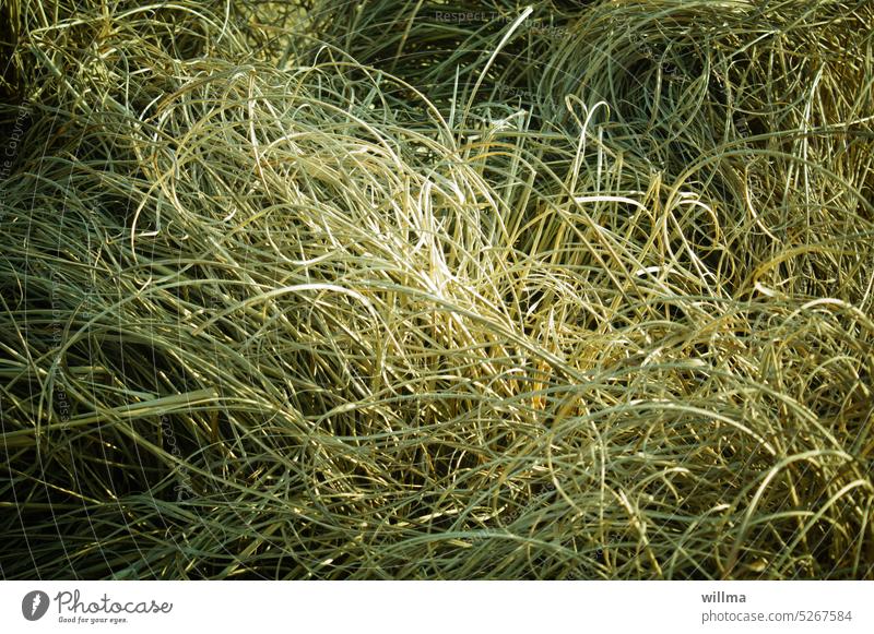 Gras - der Struwwelkopf der Natur vertrocknet Heu Nadel im Heuhaufen Wirrwarr