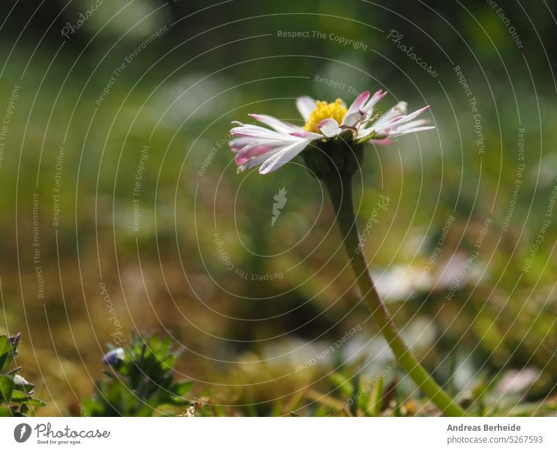 Ein Gänseblümchen (Bellis Perennis) auf einer Wildwiese an einem sonnigen Frühlingsmorgen Bellis perennis morgens rasen wildwiese textfreiraum pflanze Blume
