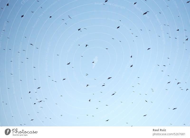 Belichteter blauer Himmel voller Vögel, die über uns fliegen erkunden Flug Florida Führer viele sich[Akk] bewegen nach oben zuschauen Tierwelt Flügel Fernglas