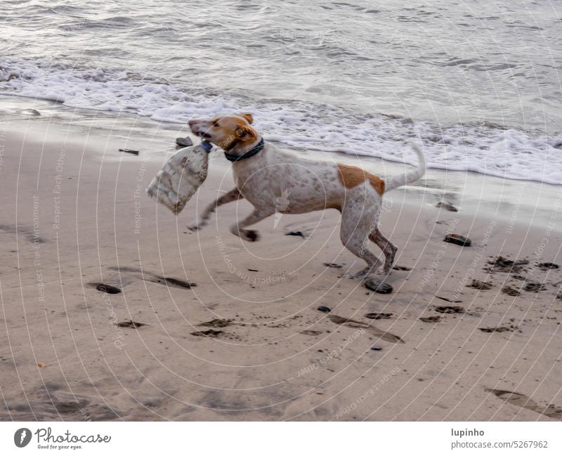 Hund mit Plastikflasche im Maul, rennt am Strand entlang Spuren Sand Wasser Meer Gischt Abendlicht Urlaub Reisen Sommer Brandung Außenaufnahme Natur Farbfoto