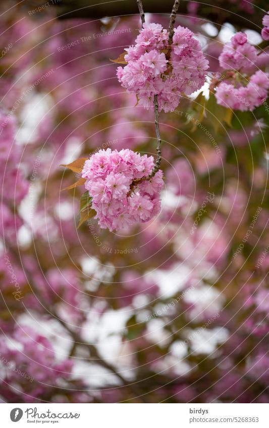 Japanische Kirsche in voller Blüte Blüten blühend Kirschblüten rosa Blütenpracht Frühling Duft Blühend Kirschbaum schwache Tiefenschärfe