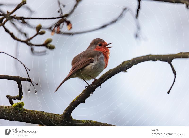 Ein Rotkehlchen sitzt an einem regnerischen Tag auf den Ästen eines Baumes und singt Vogel des Jahres 2021 Erithacus rubecula Europäischer Rotkehlchen Singvogel