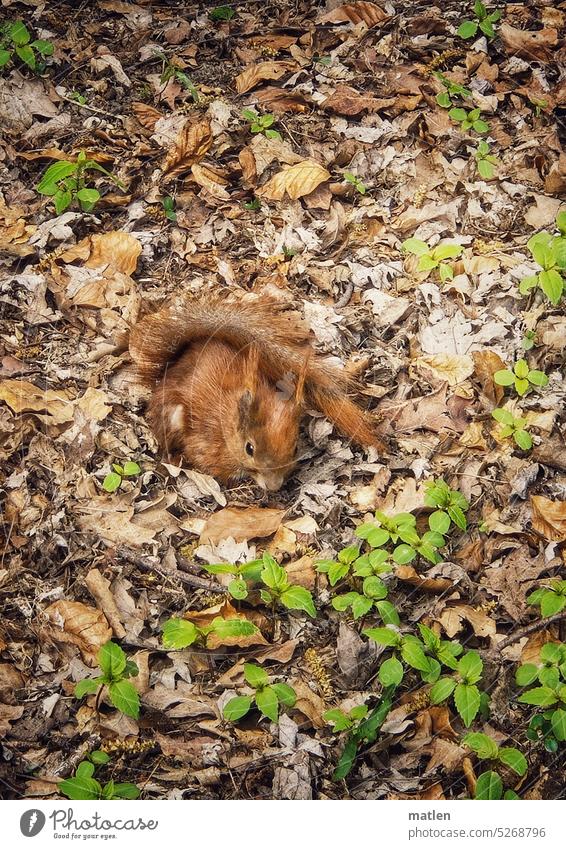 Eichhörnchen Laub Boden grün Tier Außenaufnahme Wildtier niedlich Nagetiere