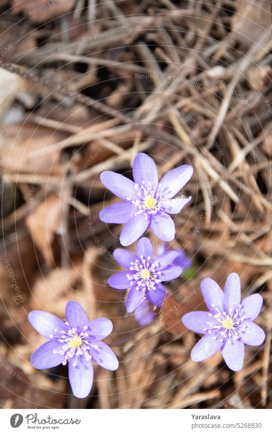 Foto der ersten Wildblumen, die im Gras wachsen scilla Sonnenlicht früh Blütenpflanze botanisch Licht Schönheit blau wild Frühling Pflanze Saison Blütezeit