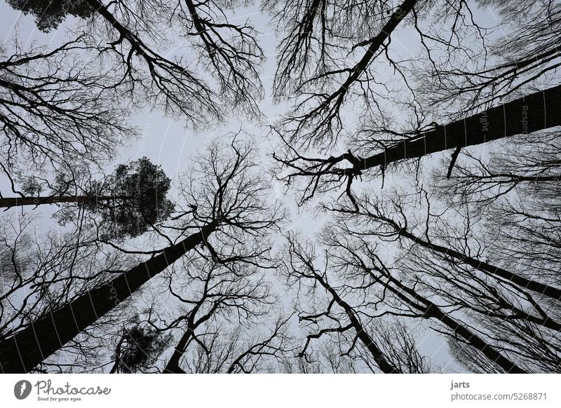 Himmelblick Bäume Äste grau Angst Zukunft Klimawandel Umwelt Wald beängstigend Natur Baum Baumstamm Holz Forstwirtschaft Waldsterben Abholzung Nutzholz