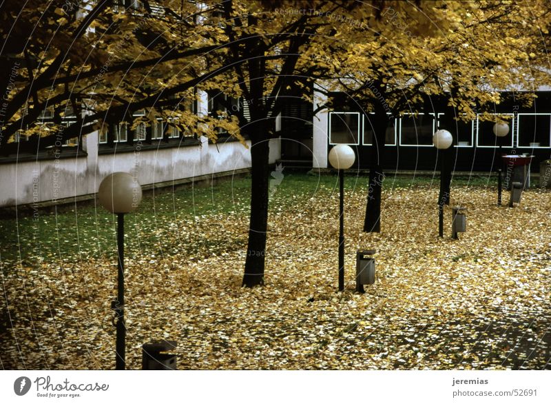 Herbstbeginn Baum Blatt groß dunkel gelb Schule htl Lampe