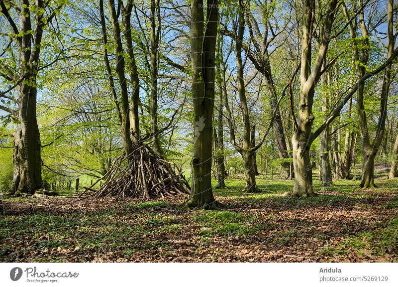 Holztipi im Buchenwald Tipi Zelt Kinder bauen spielen Wald Ast Baum Baumstamm Äste und Zweige Abenteuer sammeln Unterschlupf Sonne Blätter Sonnenlicht Frühling