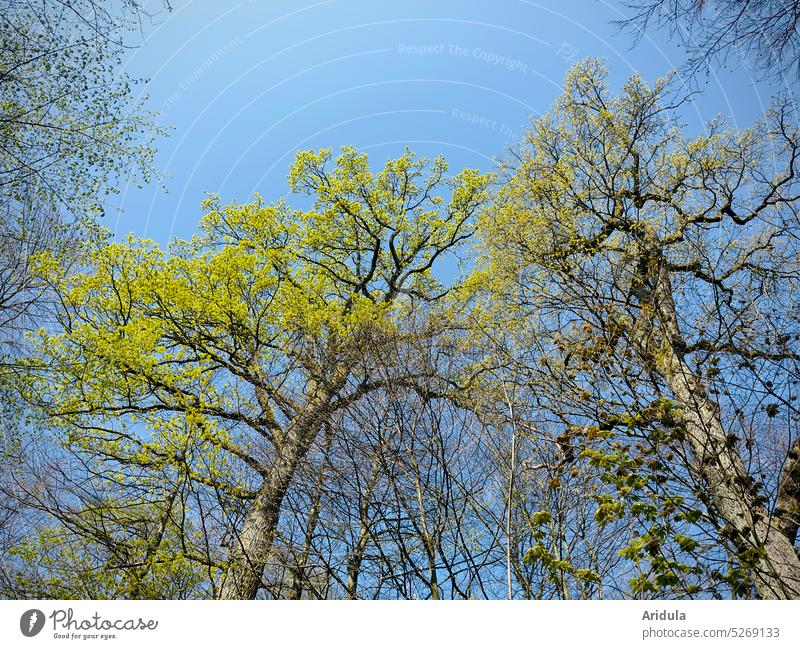 Verschiedene Bäume im Mai Frühling grün Blätter frisches Grün junge Blätter Baum blau Blauer Himmel Zweige u. Äste Schönes Wetter Sonne Sonnenlicht Sonnenschein