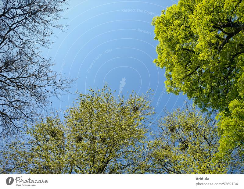 Verschiedene Bäume im Mai mit Krähennestern No. 1 Frühling grün Blätter frisches Grün junge Blätter Nest Nester Vögel brüten Baum Rabenvögel blau Blauer Himmel