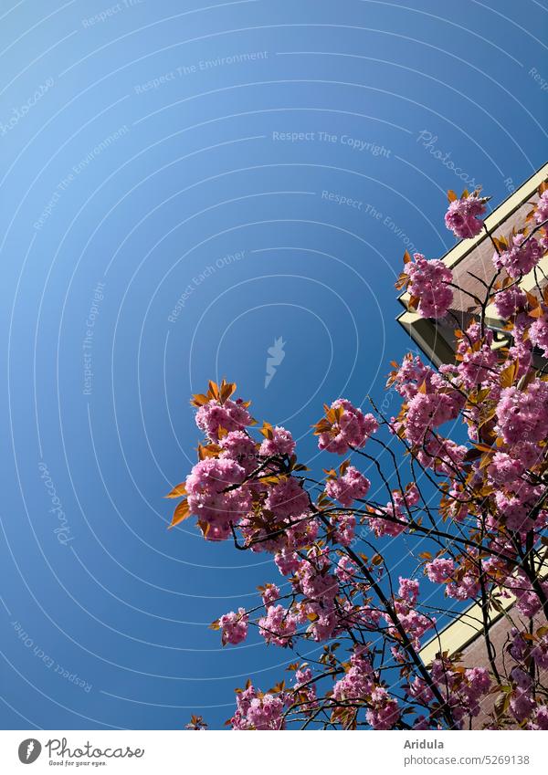 Nelkenzierkirsche mit Wohnhaus Zierkirsche Frühling Blüte rosa Kirschblüten Baum Kirschbaum Sonnenlicht Blüten Japan Hanami Kanzan Himmel blau Haus grell Licht