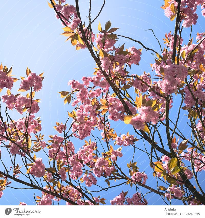 Nelkenzierkirsche Zierkirsche Frühling Blüte rosa Kirschblüten Baum Kirschbaum Sonnenlicht Blüten Japan Hanami Kanzan Himmel blau