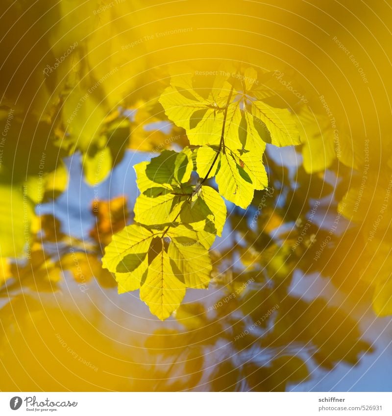 Im Herbst, damals Umwelt Natur Sonne Sonnenlicht Schönes Wetter Pflanze Baum Blatt blau gelb gold grün leuchten leuchtende Farben Herbstlaub Herbstfärbung Buche