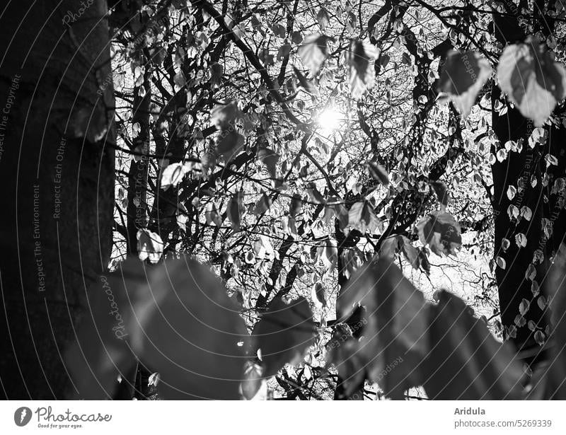 Buchenblätter im Sonnenlicht s/w No. 2 Bäume Blätter Licht Natur Wald Baum Baumstamm Frühling Landschaft Außenaufnahme Bäume schlagen aus frisches grün