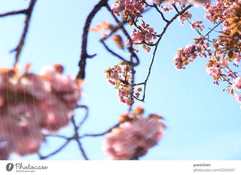 zweige eines kirschblütenbaume im sonnenlicht. frühling blühen blauer himmel rosa unschärfe Natur Kirschblüten schön Ast Frühlingsgefühle Pflanze Schönes Wetter