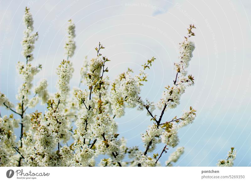 frühling. weiße blüten eines kirschbaums  vor wolken und blauem himmel blühen Natur natürlich Tageslicht zarte Blüten blühend Blütezeit Frühling Frühlingstag