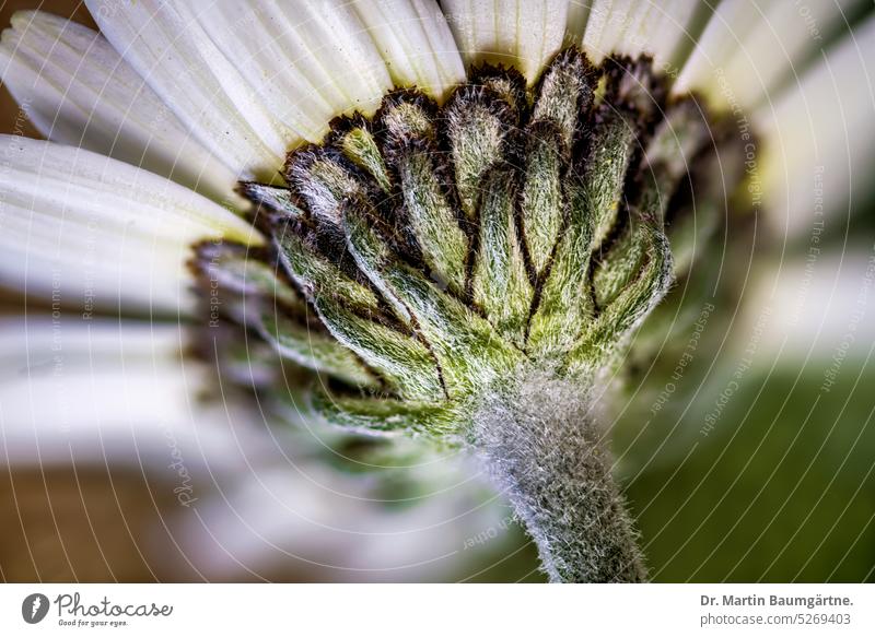 Marokkanische Margerite aus dem Atlasgebirge, Leucanthemum hosmariense, Blütenstand von der Rückseite blühen behaart ausdauernd frosthart Korbblütler Asteraceae