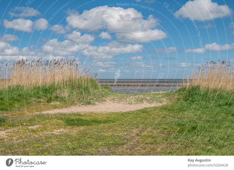 Am Ufer des Wattenmeer am wegesrand insel sylt nationalpark wattenmeer horizont windräder schilfgras uferzone wolkenformation sylt landschaft natur pflanzen