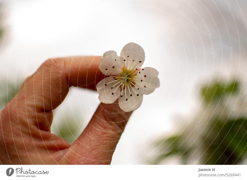 Eine kleine weisse Blüte in der Hand weiß Frühling Pflanze Freiraum oben Farbfoto Textfreiraum oben Außenaufnahme Schwache Tiefenschärfe Tag obstblüte Blühend
