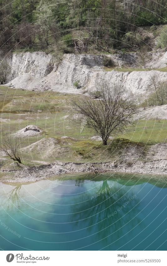 kahler Baum spiegelt sich in einem blauen Kalksee, ehemaliger Kalksteinbruch See Wasser Seeufer Gras Steinbruch Naturschutzgebiet Abgrabungssee Steinbruchkanten