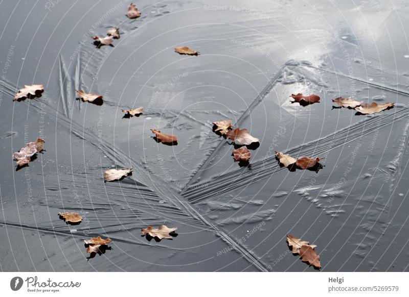 Spuren ... des Winters | Eisstrukturen und vertrocknete Eichenblätter auf einem zugefrorenen See Eisfläche Strukturen Blatt Eichenblatt Kälte Frost kalt frostig