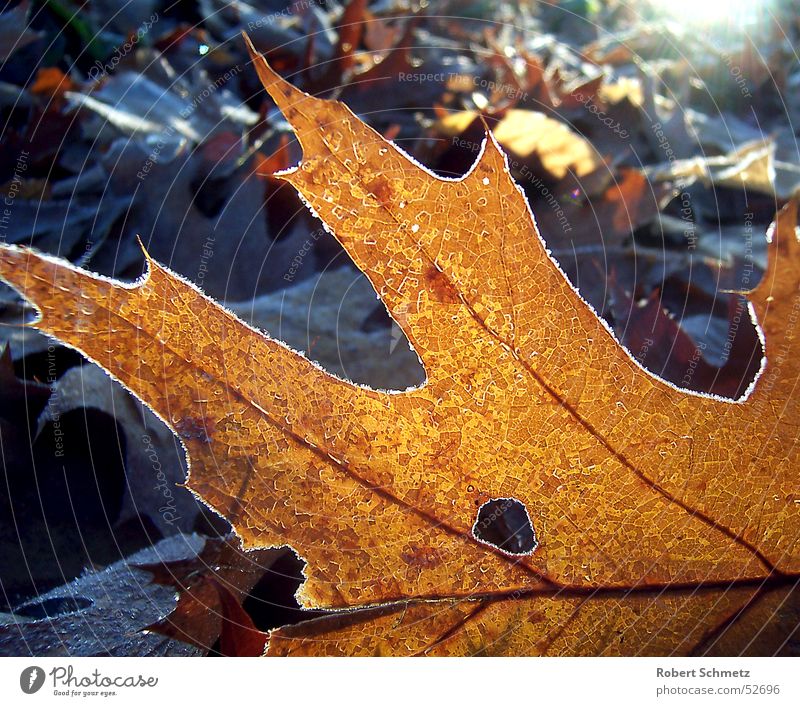 Das Blatt im Licht Eichenblatt Waldboden Herbst Trauer Tod