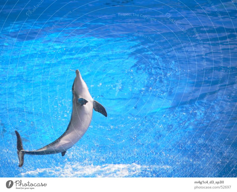 Dolphin dolphin ocean